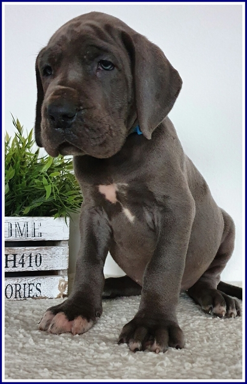 Litter Q 6 weeks